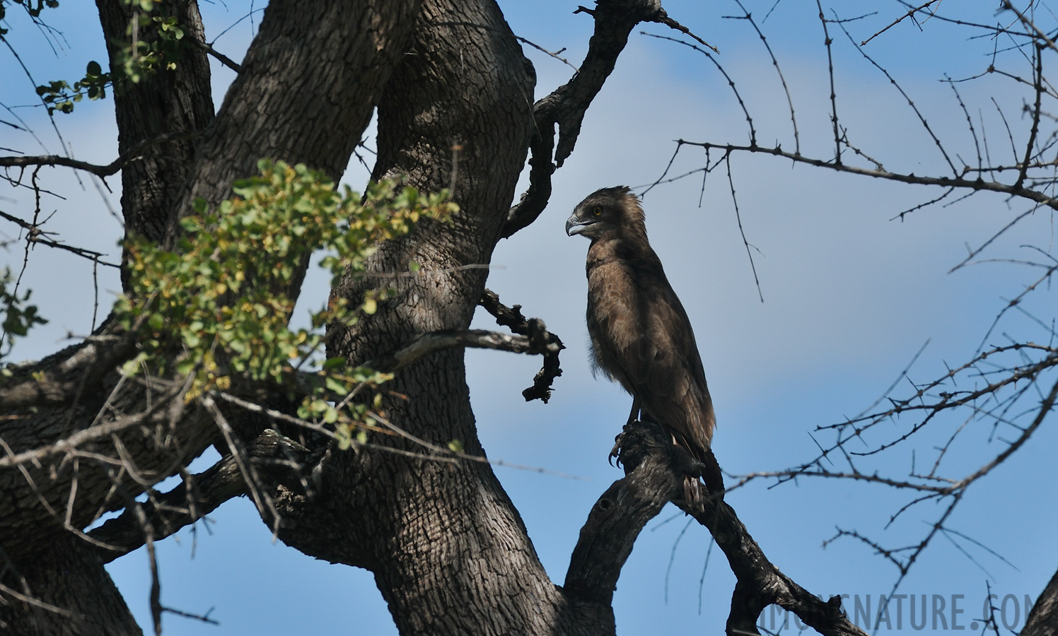 Circaetus cinereus [550 mm, 1/1250 Sek. bei f / 11, ISO 800]